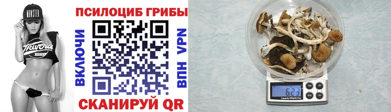Псилоцибиновые грибы Psilocybe Новозыбков